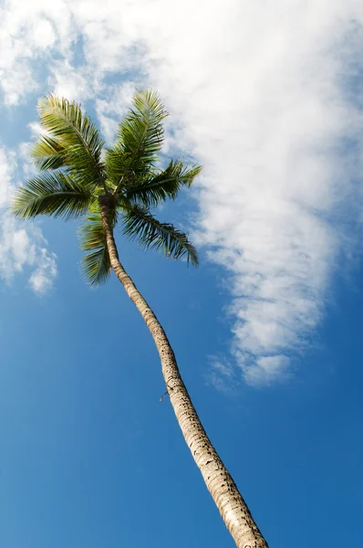 Пальмы на пляже в яркий день — стоковое фото