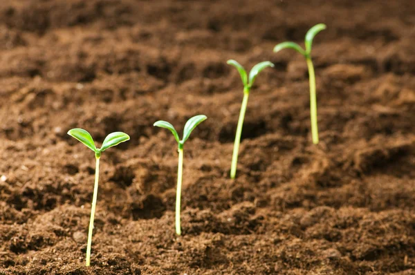 Stock image Green seedling illustrating concept of new life