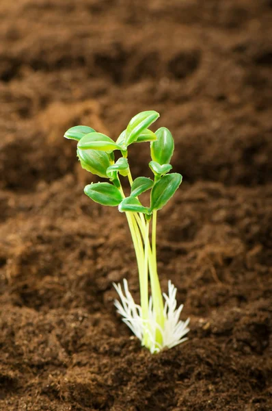 stock image Green seedling illustrating concept of new life