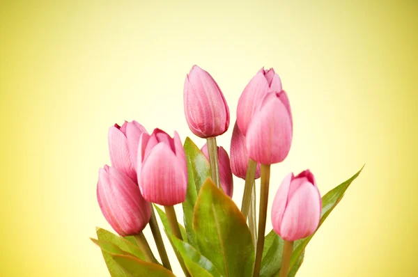 Lale çiçek tablo grup — Stok fotoğraf