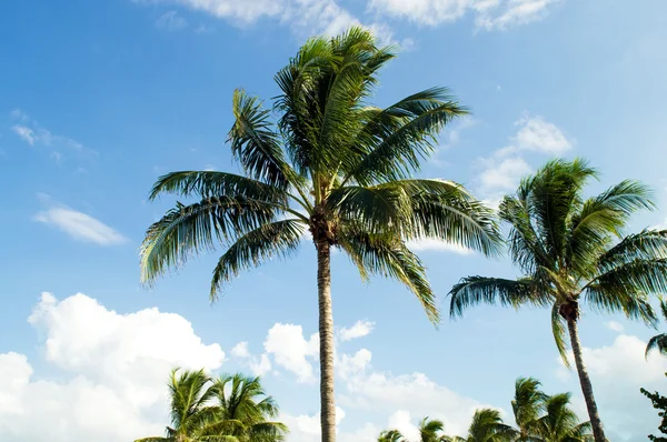 Palmen am Strand bei hellem Tag — Stockfoto
