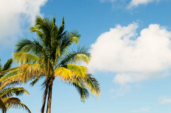 Palmen Strand Bei Hellem Tag — Stockfoto
