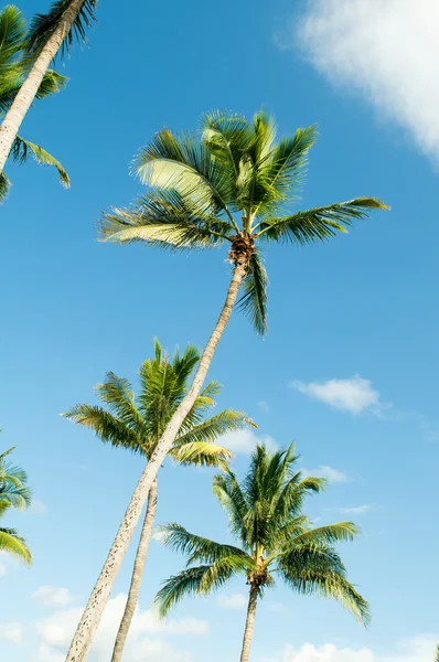 Palmy na pláži během jasného dne — Stock fotografie