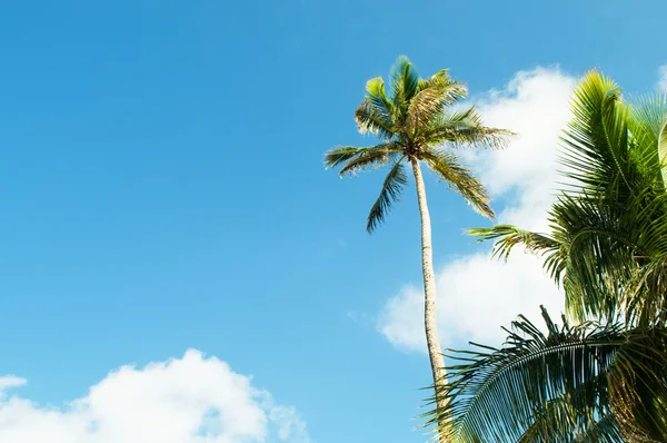 Palmen am Strand bei hellem Tag — Stockfoto