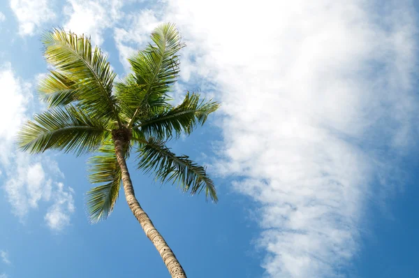 Palmiers Sur Plage Pendant Journée Lumineuse — Photo