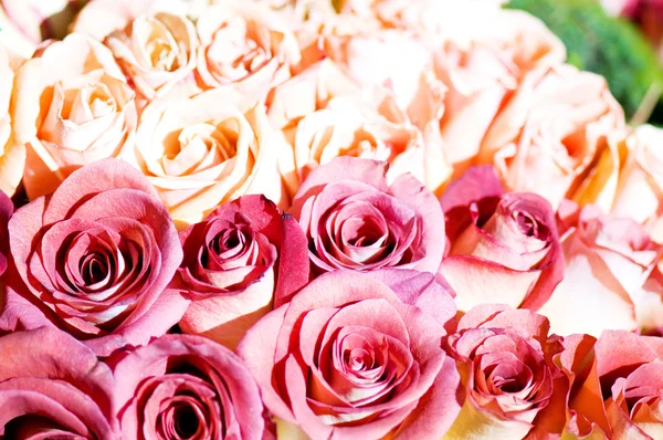 Close up of the many colorful roses — Stock Photo, Image