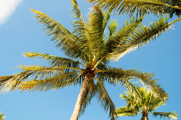 天气晴朗时海滩上的棕榈树 — 图库照片