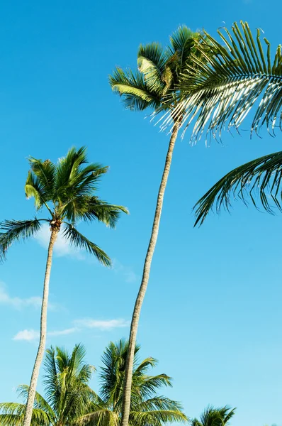 明るい日の間にビーチのヤシの木 — ストック写真