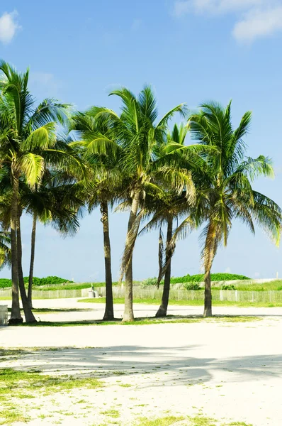 Pálmafák a strandon fényes nappal — Stock Fotó