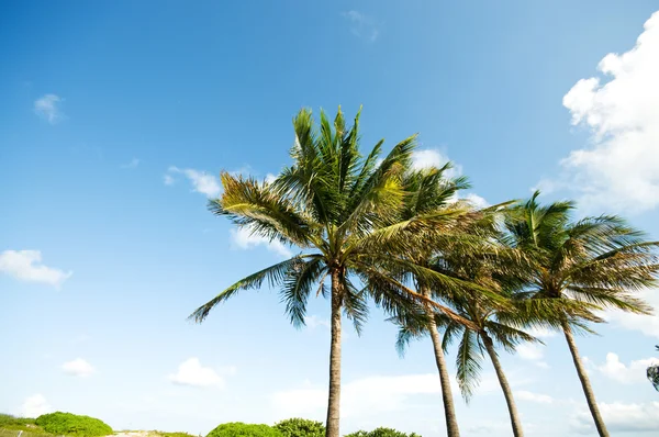 Palmen Strand Bei Hellem Tag — Stockfoto