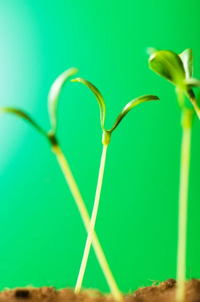 Sadzonka Zielony Ilustrujące Pojęcie Nowego Życia — Zdjęcie stockowe