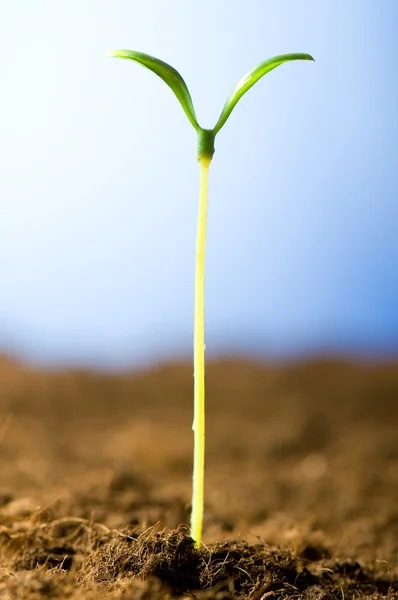 Green Seedling Illustrating Concept New Life — Stock Photo, Image