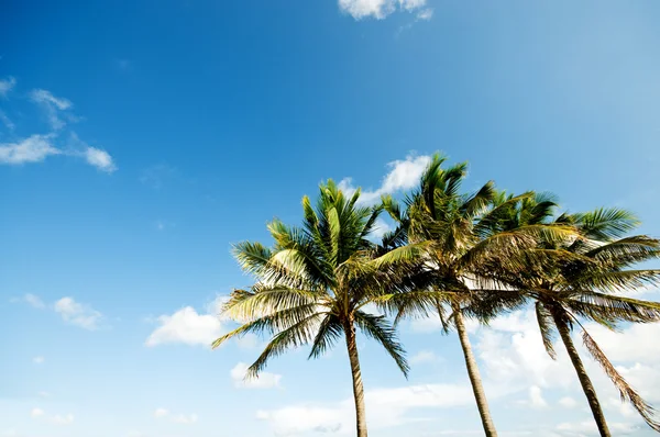 Пальмы Пляже Яркий День — стоковое фото