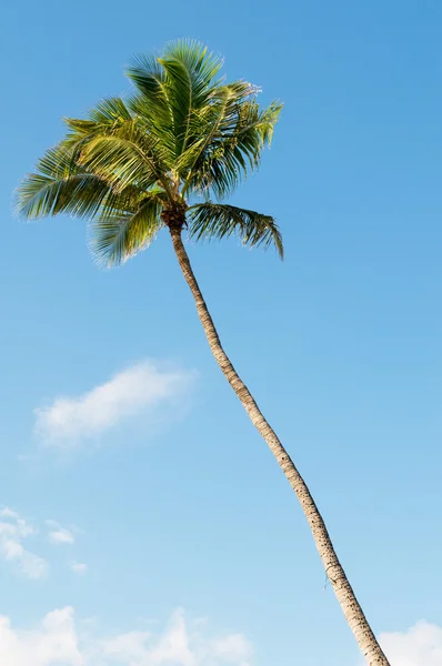 Palms trees on the beach during bright day Stock Picture