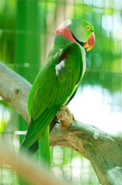 Colourful parrot bird sitting on the perch clipart