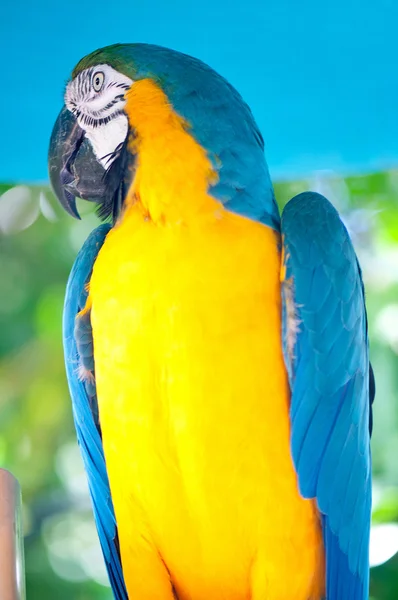 Bunter Papageienvogel Sitzt Auf Der Sitzstange — Stockfoto