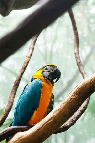 Tünekte Oturan Renkli Papağan Kuşu — Stok fotoğraf
