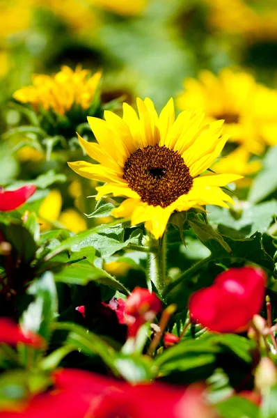 在晴朗的夏天一天黄色向日葵 — 图库照片