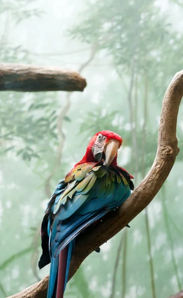 Барвистий Папуга Птах Сидить Окунях — стокове фото