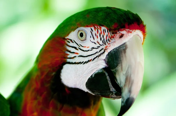 Kleurrijke Papegaai Vogel Zittend Baars — Stockfoto