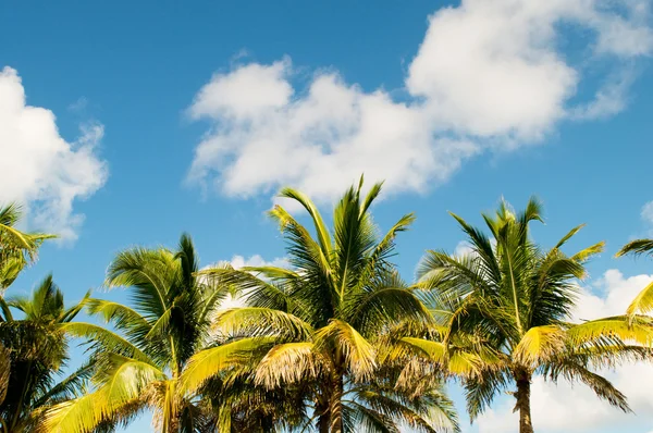 Palmiers sur la plage pendant la journée lumineuse — Photo
