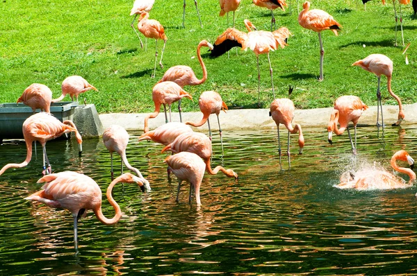 Roze Lamingoes Heldere Zomerdag — Stockfoto