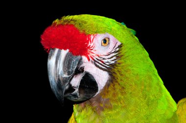 Tünekte oturan renkli papağan kuşu.