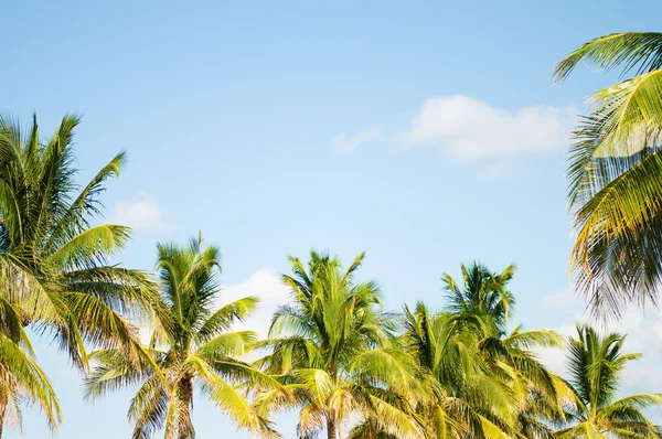 Palme Sulla Spiaggia Durante Giorno Luminoso — Foto Stock