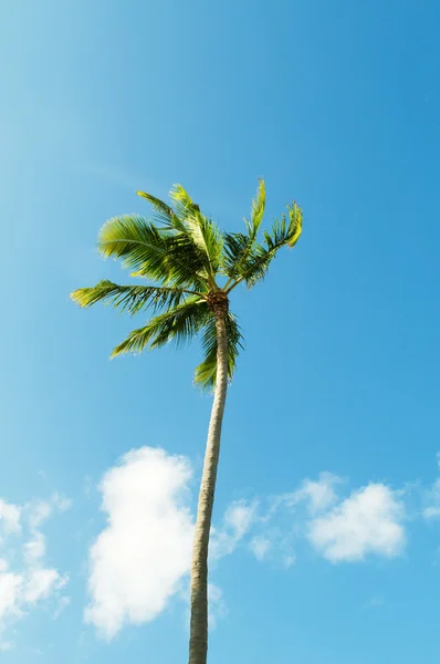 Pálmafák a strandon fényes nappal — Stock Fotó