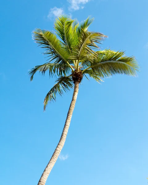 Palms Trees Beach Bright Day — Stock Photo, Image
