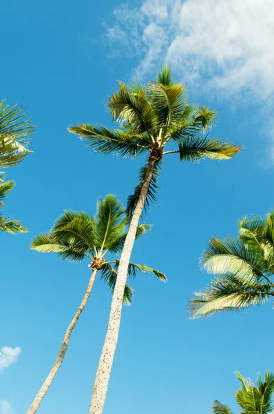 Palmy Pláži Během Jasného Dne — Stock fotografie