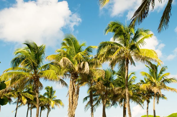 Palmbomen Het Strand Tijdens Heldere Dag — Stockfoto