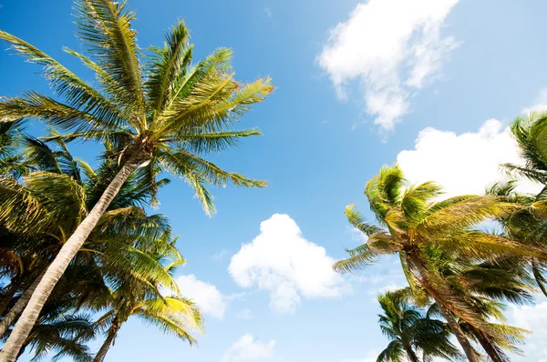 天气晴朗时海滩上的棕榈树 — 图库照片