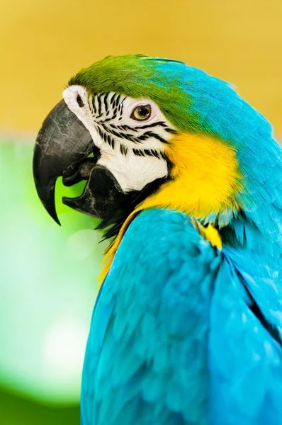 Bunter Papageienvogel sitzt auf der Sitzstange — Stockfoto