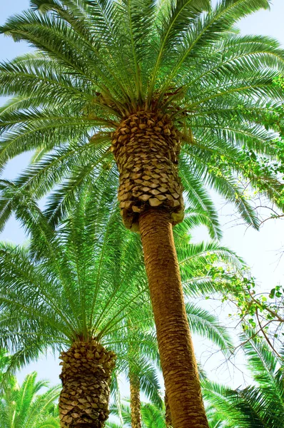 Palmbomen Het Strand Tijdens Heldere Dag — Stockfoto