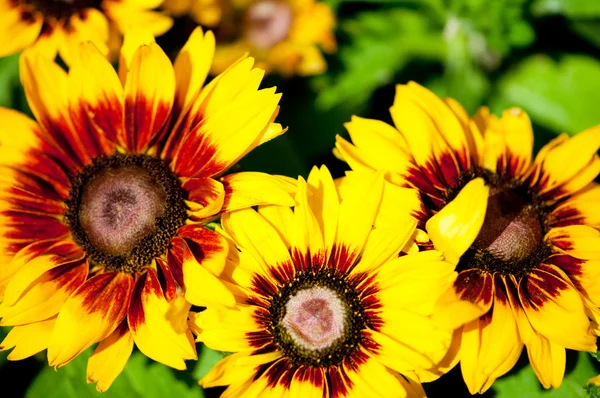 Yellow Sunflowers Bright Summer Day — Stock Photo, Image