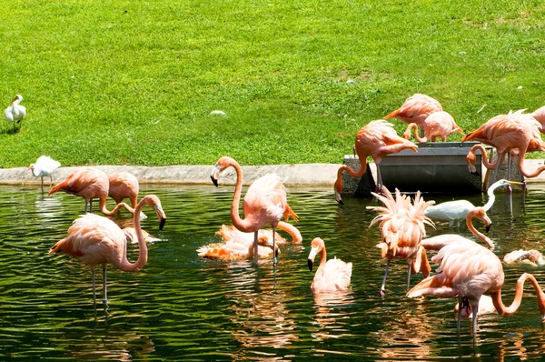 Roze lamingoes op de heldere zomerdag — Stockfoto