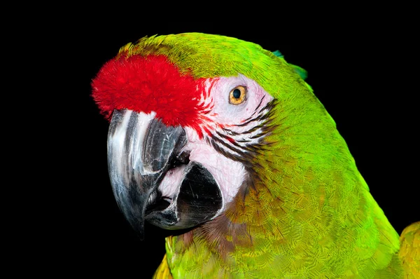 Pássaro Papagaio Colorido Sentado Poleiro — Fotografia de Stock