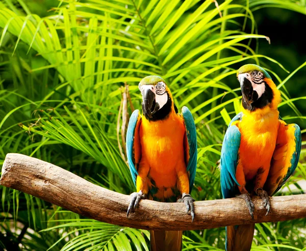 Pájaro Loro Colorido Sentado Percha —  Fotos de Stock