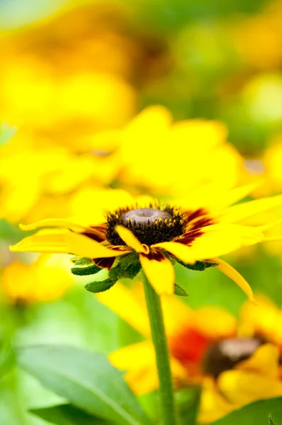 Sarı ayçiçeği aydınlık yaz gününde — Stok fotoğraf
