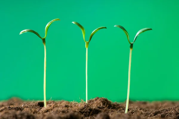 Plántulas verdes que ilustran el concepto de nueva vida —  Fotos de Stock