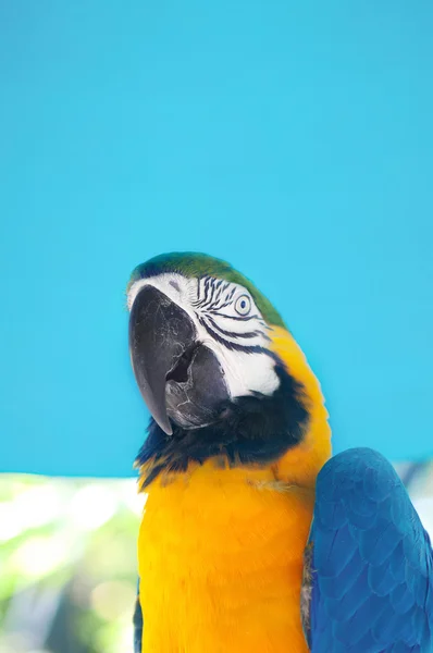 Pájaro Loro Colorido Sentado Percha —  Fotos de Stock