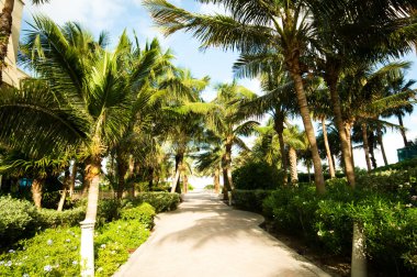 Aydınlık bir günde sahilde palmiye ağaçları
