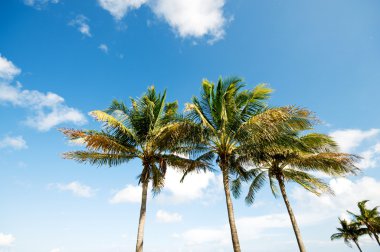 Aydınlık bir günde sahilde palmiye ağaçları