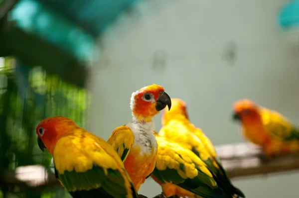 Colorato Uccello Pappagallo Seduto Sul Trespolo — Foto Stock