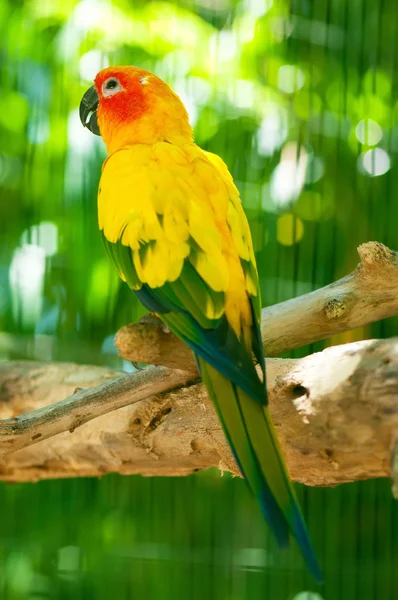 Bunter Papageienvogel Sitzt Auf Der Sitzstange — Stockfoto