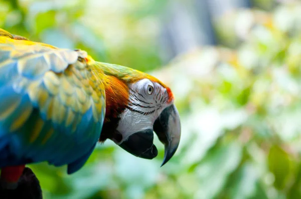 Окуни Сидит Разноцветная Птица Попугай — стоковое фото