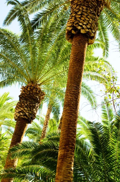Aydınlık bir günde sahilde palmiye ağaçları — Stok fotoğraf