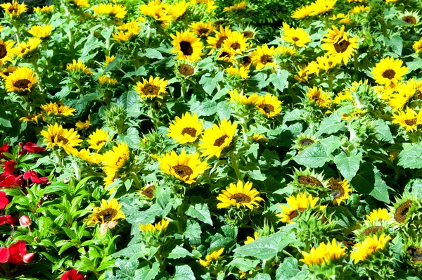 Girassóis Amarelos Dia Verão Brilhante — Fotografia de Stock