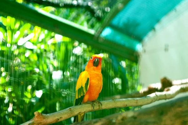 Barevný Papoušek Sedí Bidýlku — Stock fotografie
